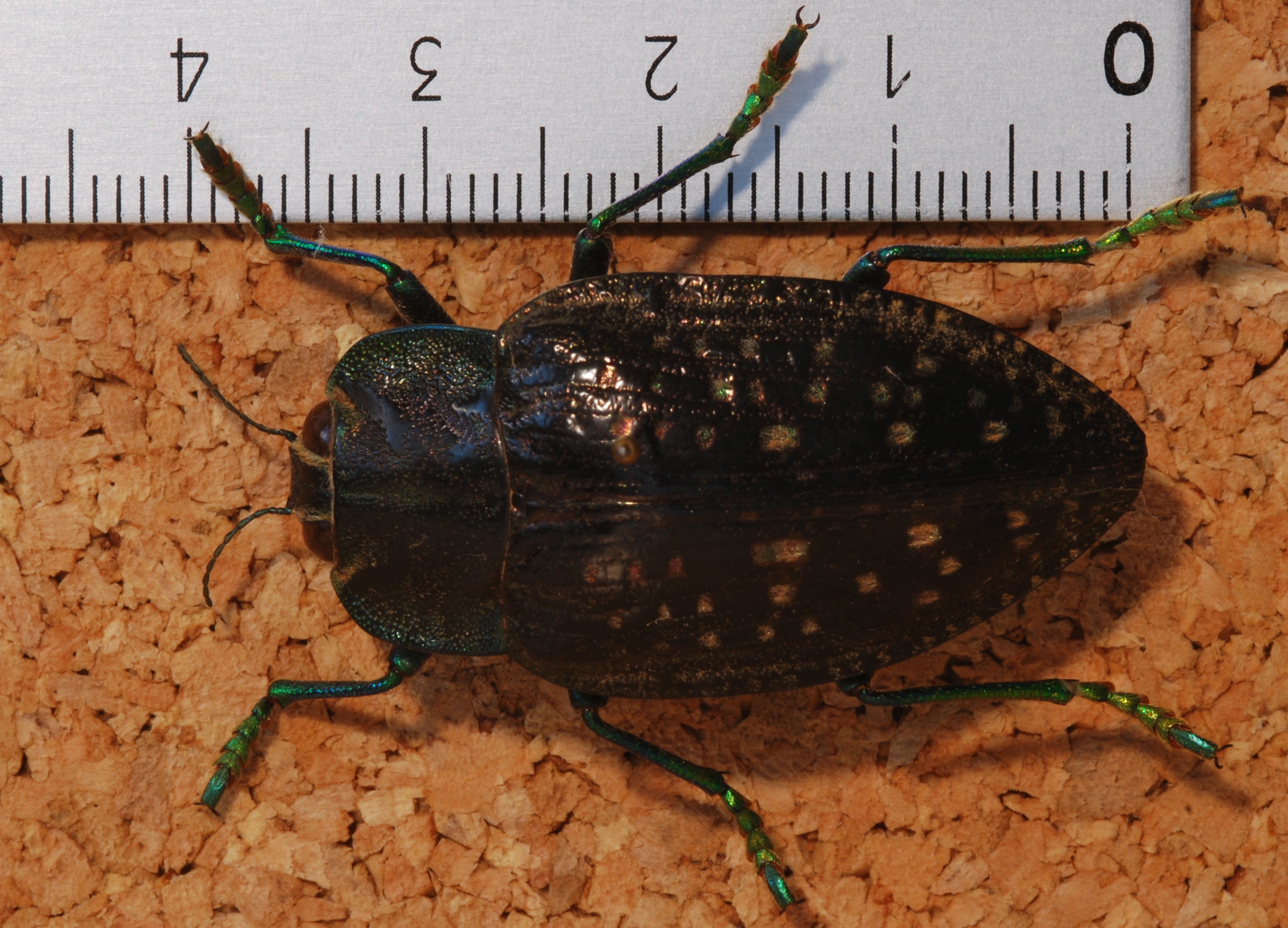 Jewel Beetle (Polybothris quadricollis) (8257061097).jpg