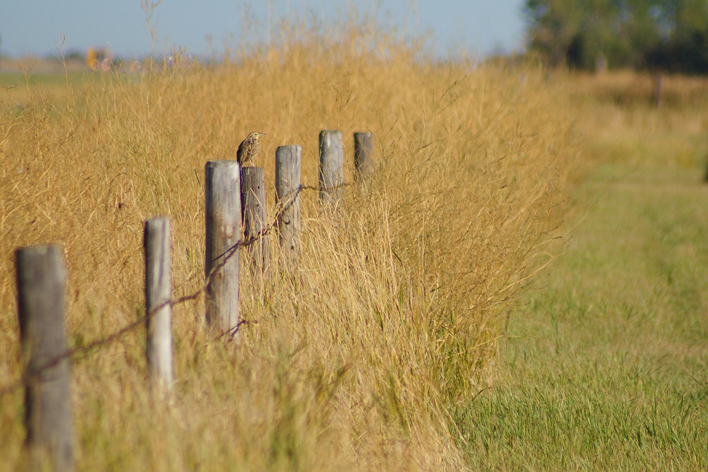 Long line. Prairie Harvest.