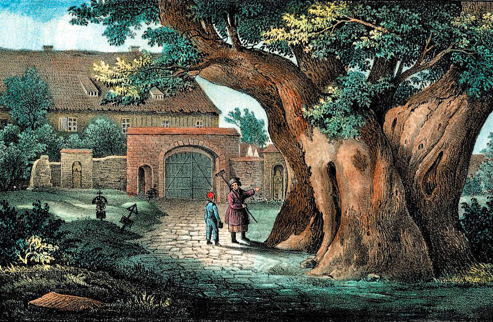 Lime tree in culture - Wikiwand