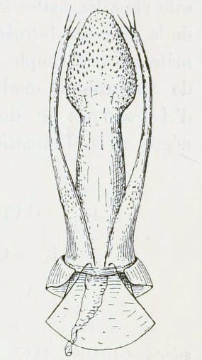 File:Leptodirus hochenwartii penis.jpg