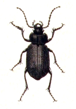 Licinus silphoides