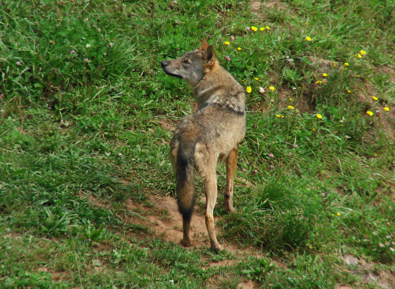 Lobo ibérico (Canis lupus signatus).jpg
