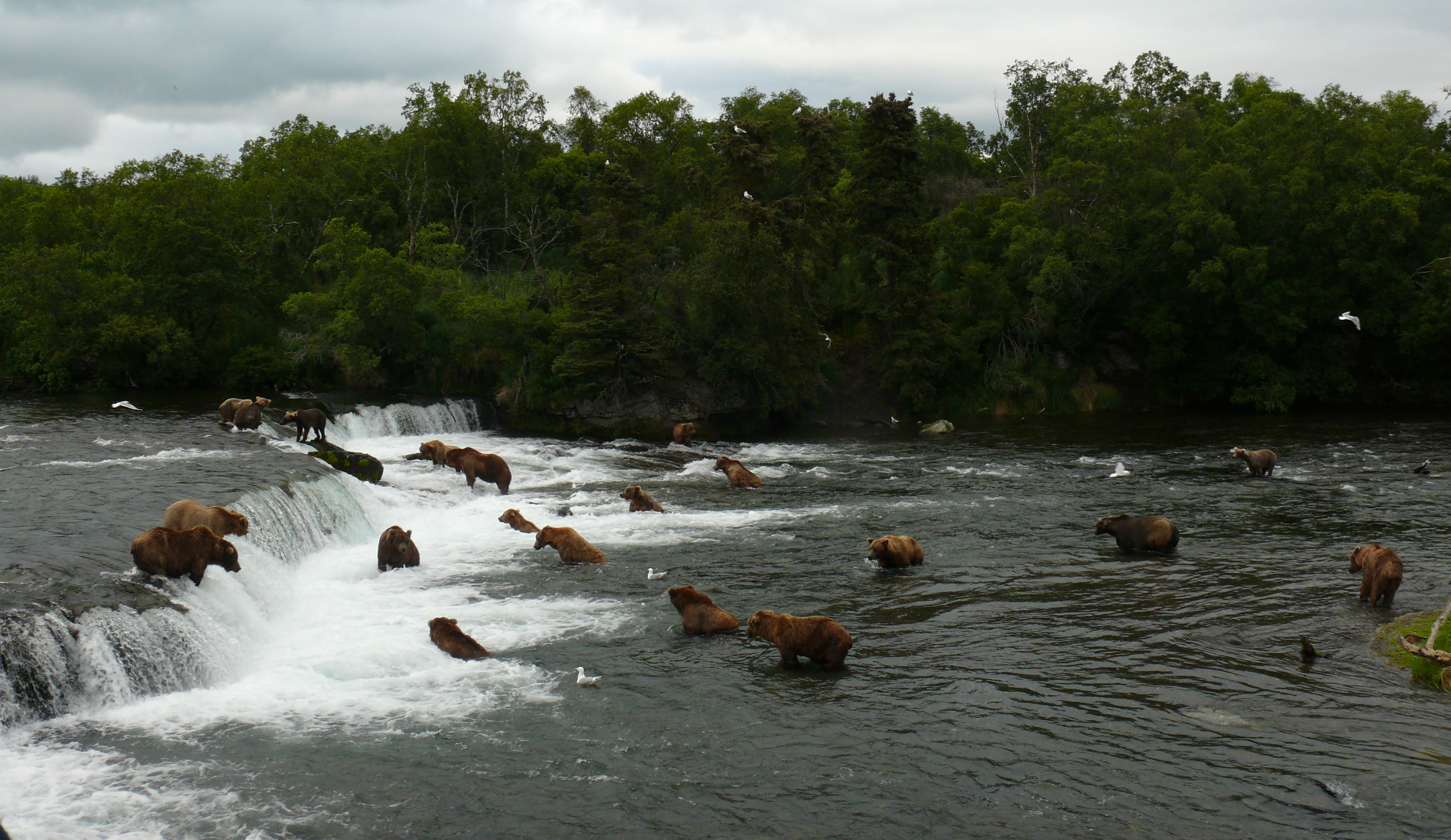 BROOKS FALLS (KATMAI) ALASKA ESTADOS UNIDOS