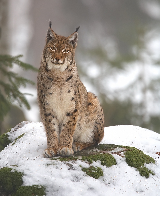 Lynx_lynx_2_(Martin_Mecnarowski).jpg