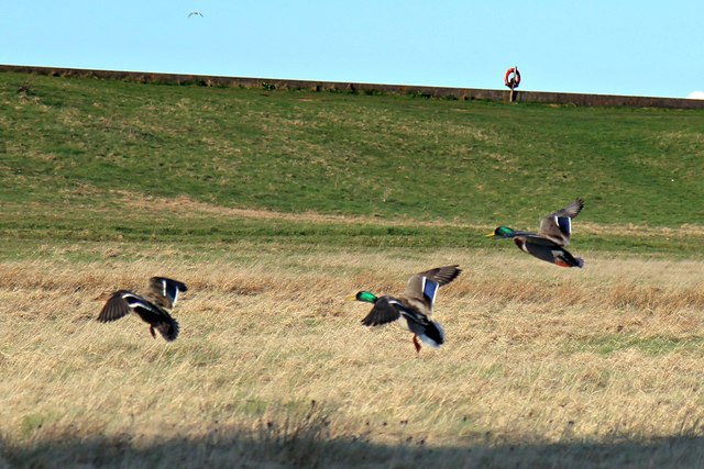 File:Mallard Ducks, Leasowe Common (geograph 2859163).jpg