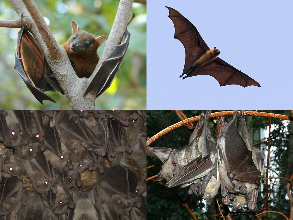 Megabat - Wikiwand