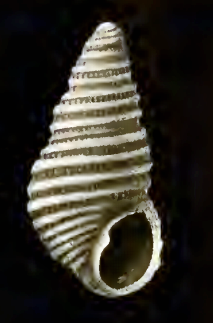 <i>Menestho felix</i> Species of gastropod