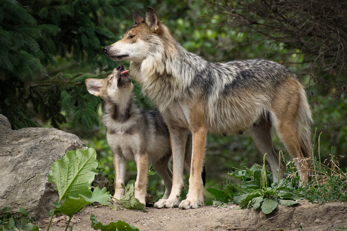 Родина дружелюбного волка. Макензенский волк. Волк серый обыкновенный. Макензийский Равнинный волк. Волк с волчатами.