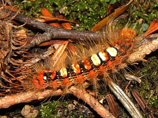 File:Moma alpium larva.jpg