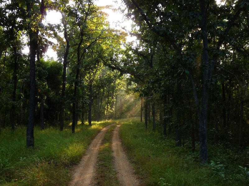 File:Nagzira India tiger habitat Panthera tigris tigris.jpg