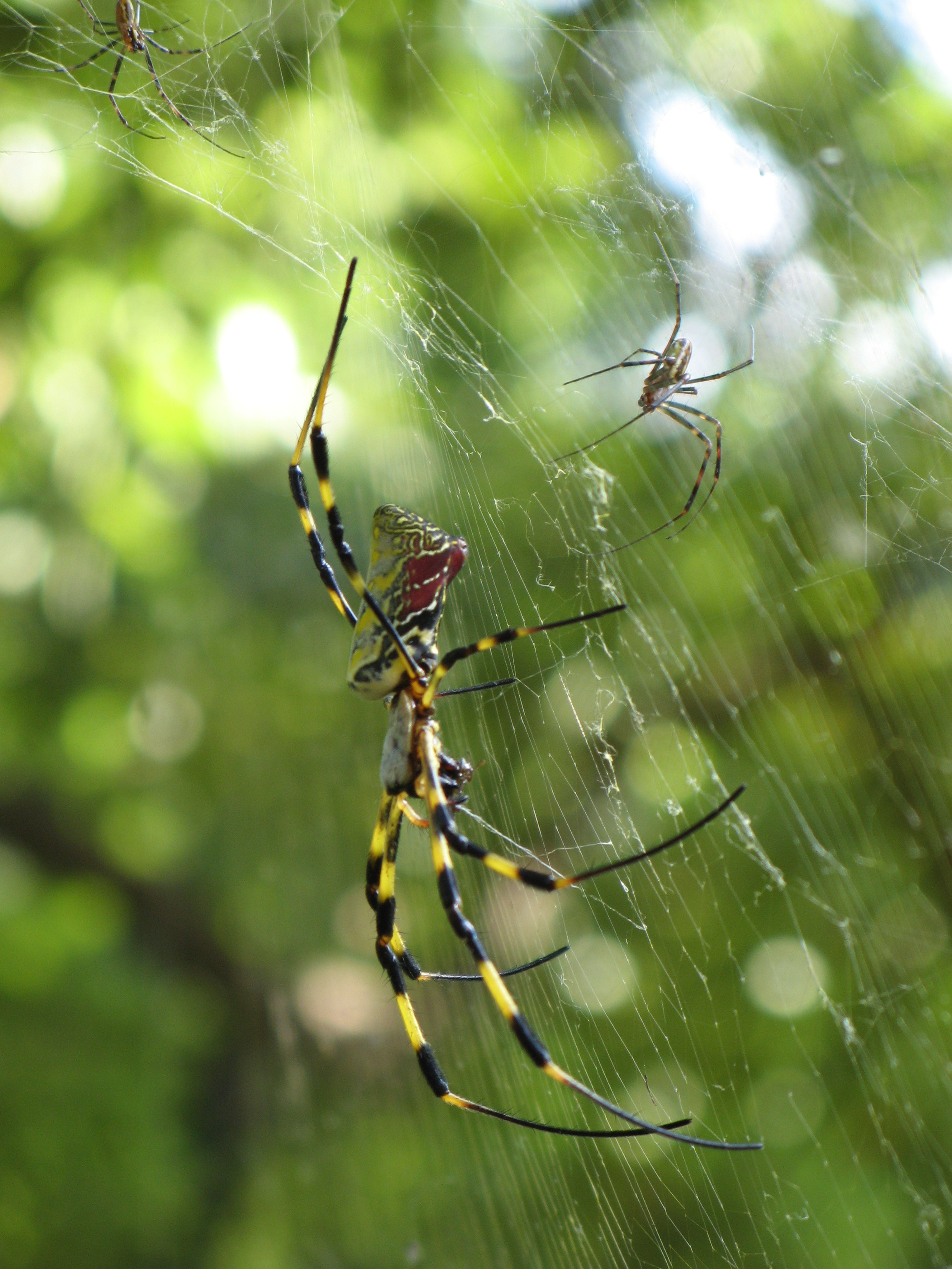 Trichonephila Clavata Wikipedia