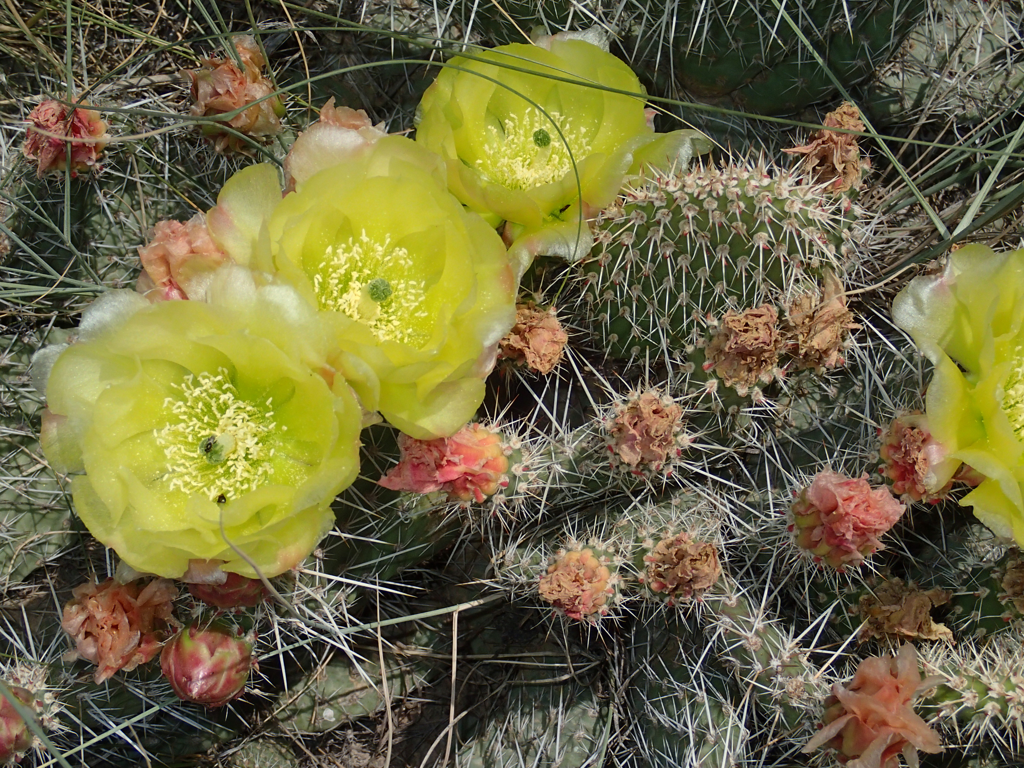 Opuntia polyacantha Upper Ruby River 03.JPG. 