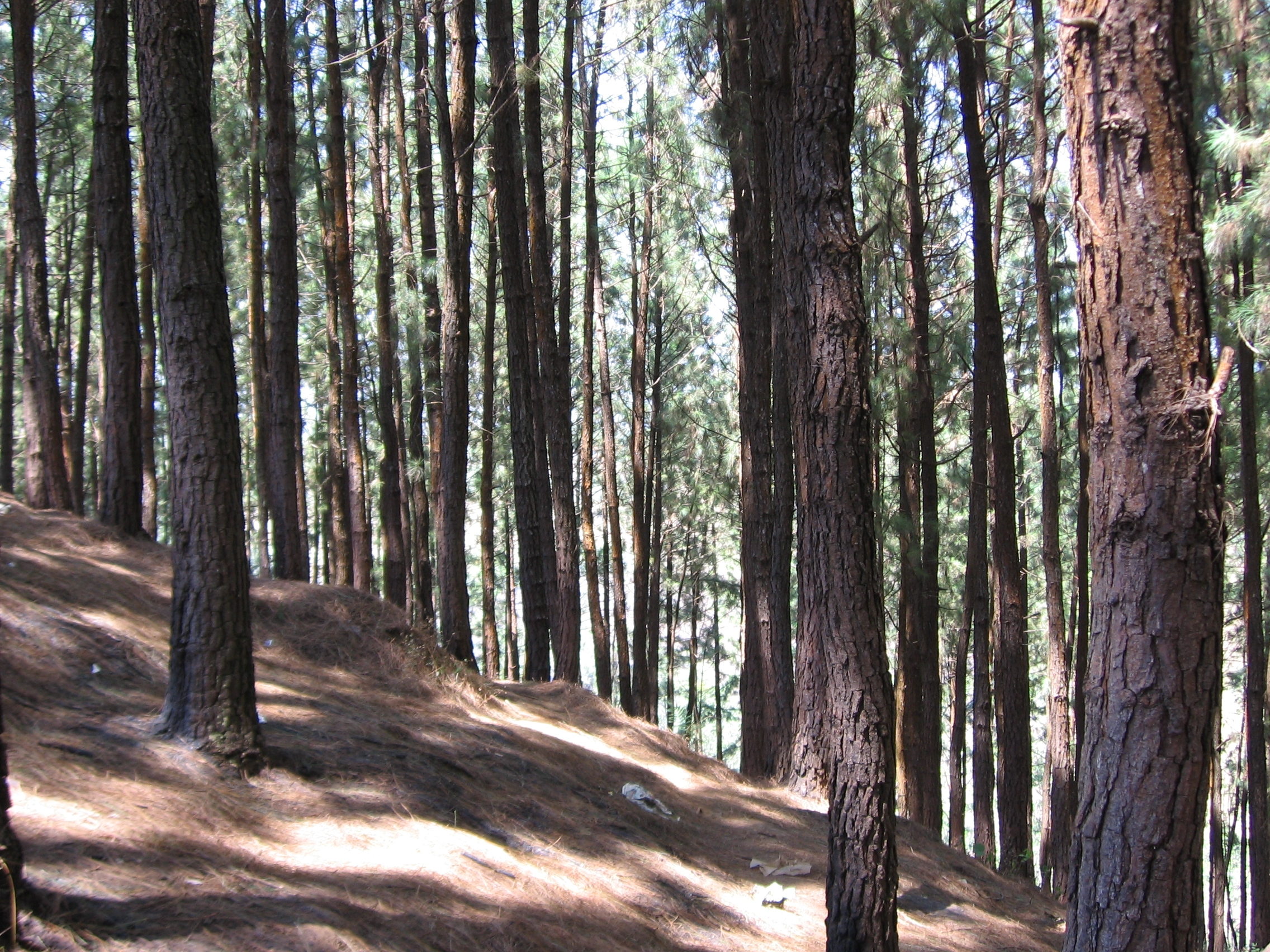 Vagamon Pine Forest