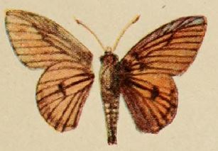 <i>Abantis rubra</i> Species of butterfly