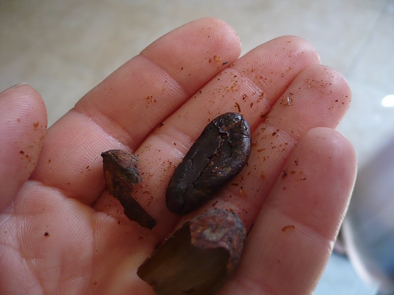 File:Roasted Cocoa Bean.JPG