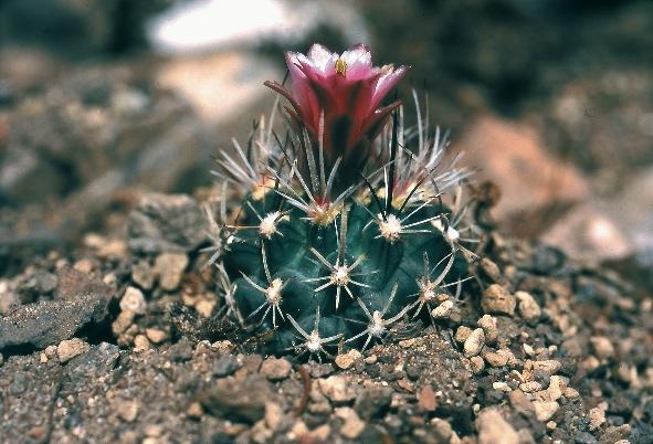 File:Sclerocactus spinosior fh 69 8 UT in cultur B.jpg