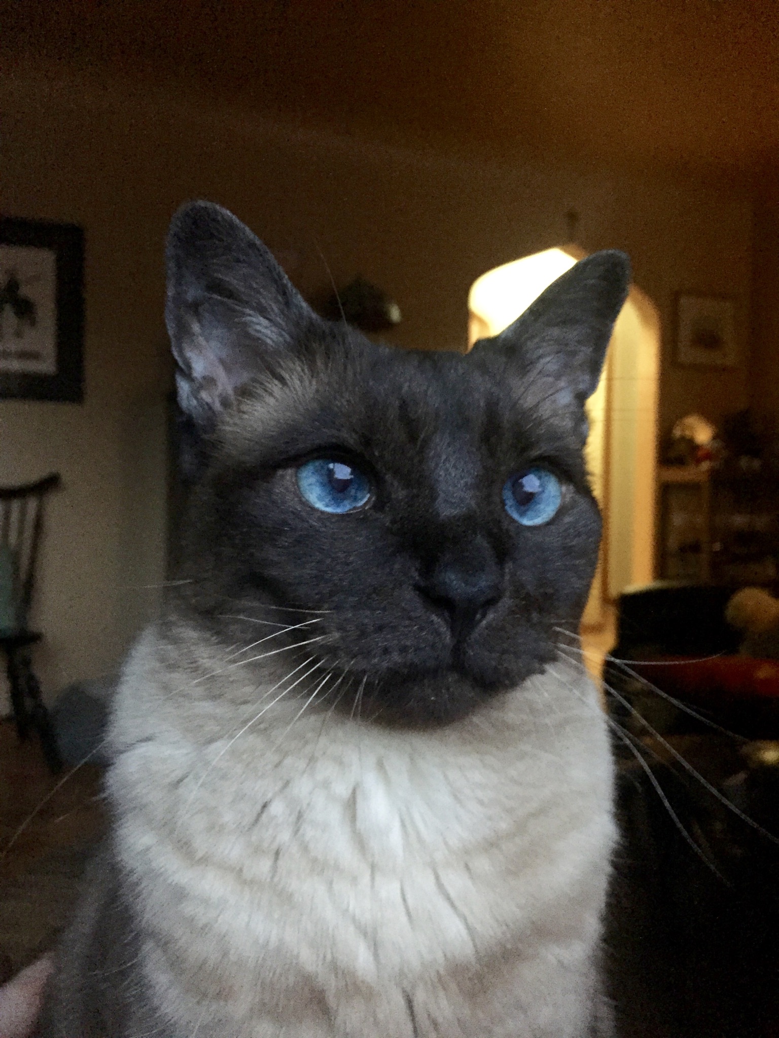 seal point snowshoe siamese