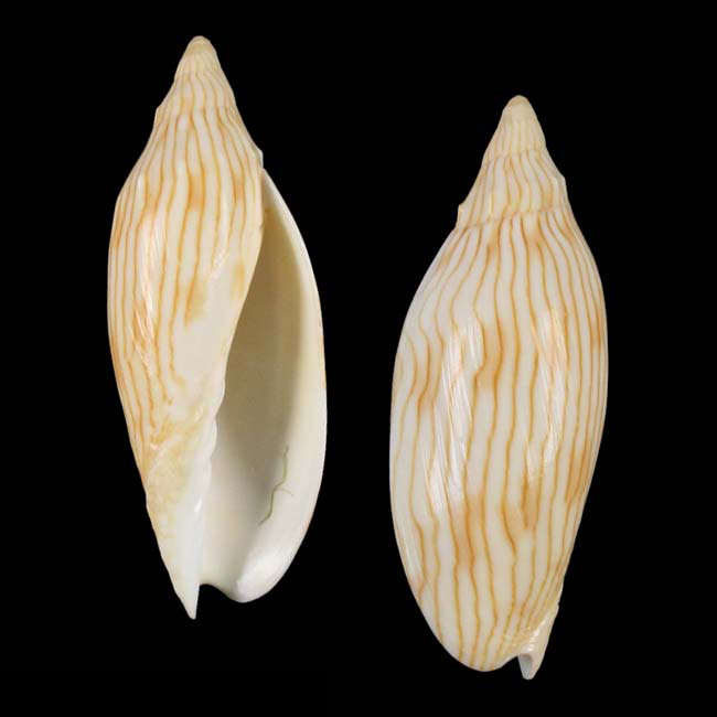 Seashell - Wikipedia
