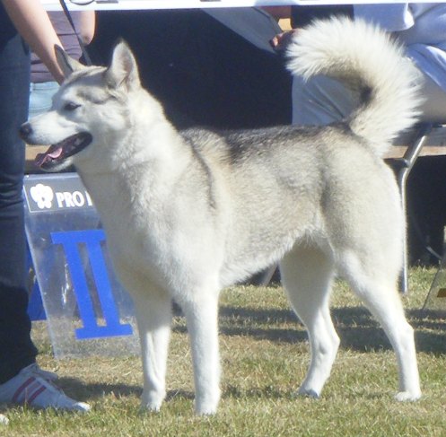 husky grey and white