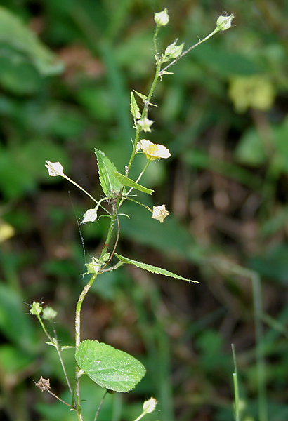 File:Sida cordata in Narshapur forest, AP W IMG 0819.jpg