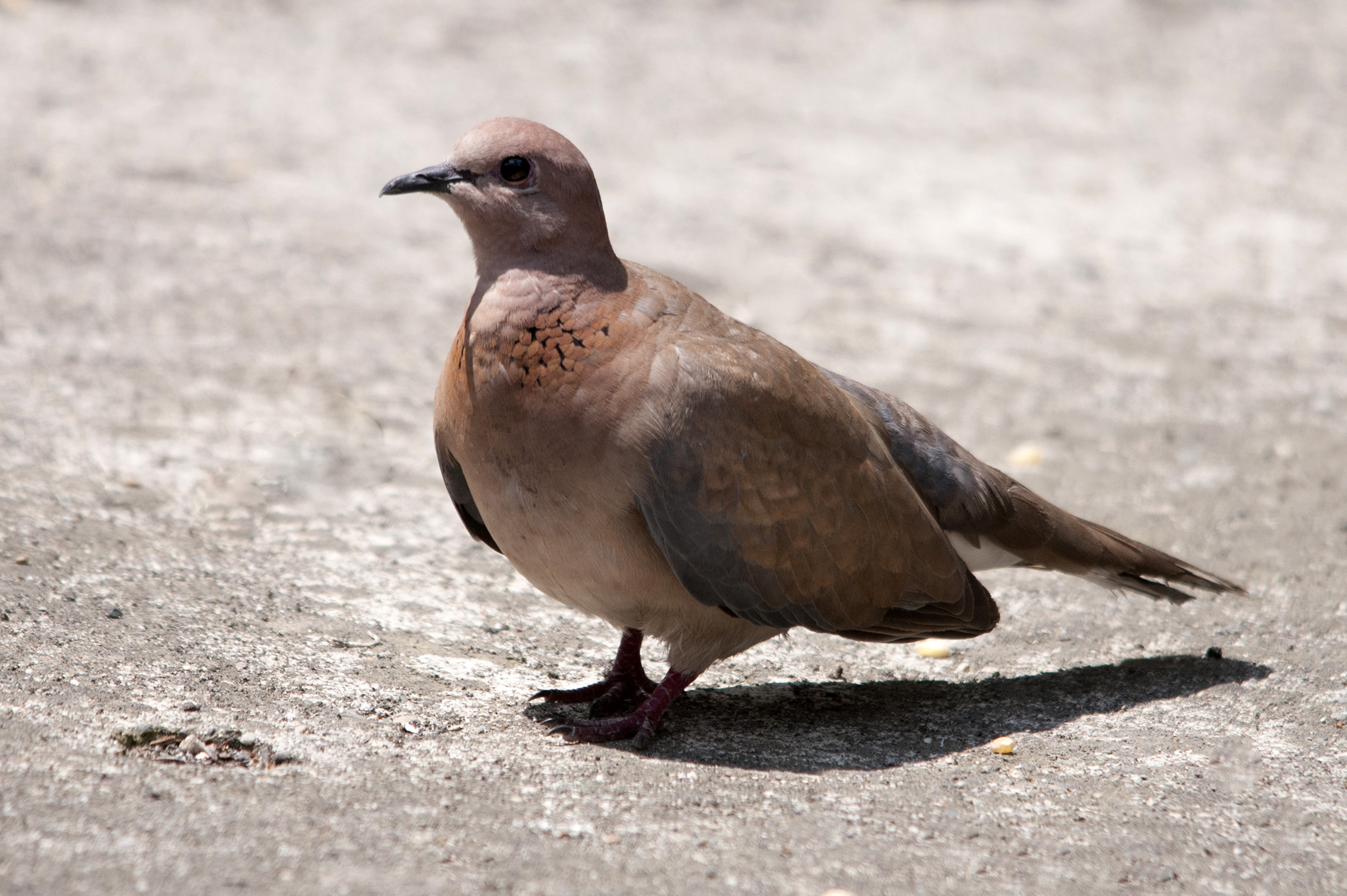 Laughing dove - Wikipedia