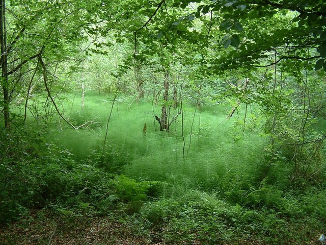 File:Spring, Widdenton Park Wood - geograph.org.uk - 1329420.jpg