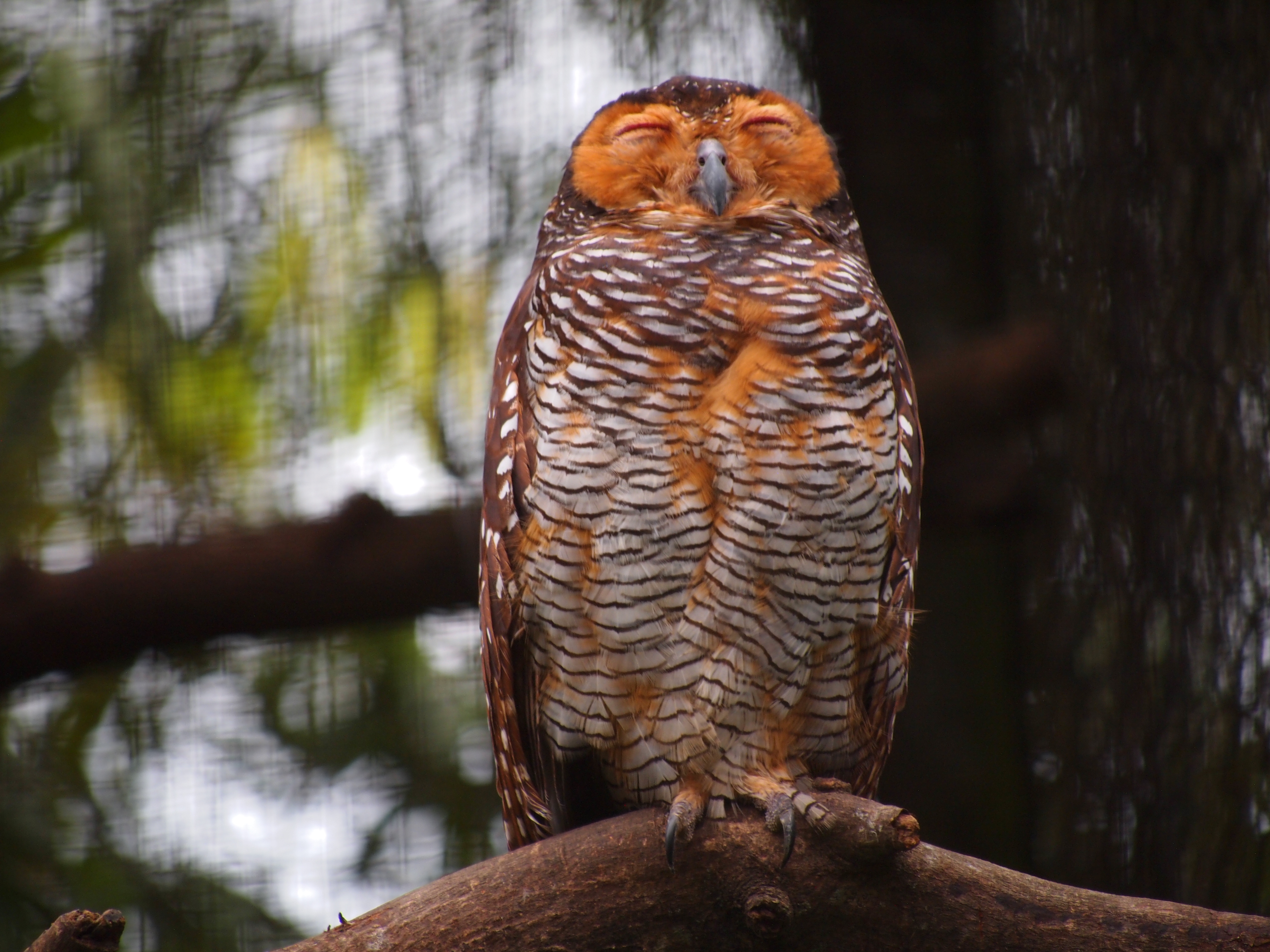 Of national malaysia zoo Zoo Negara