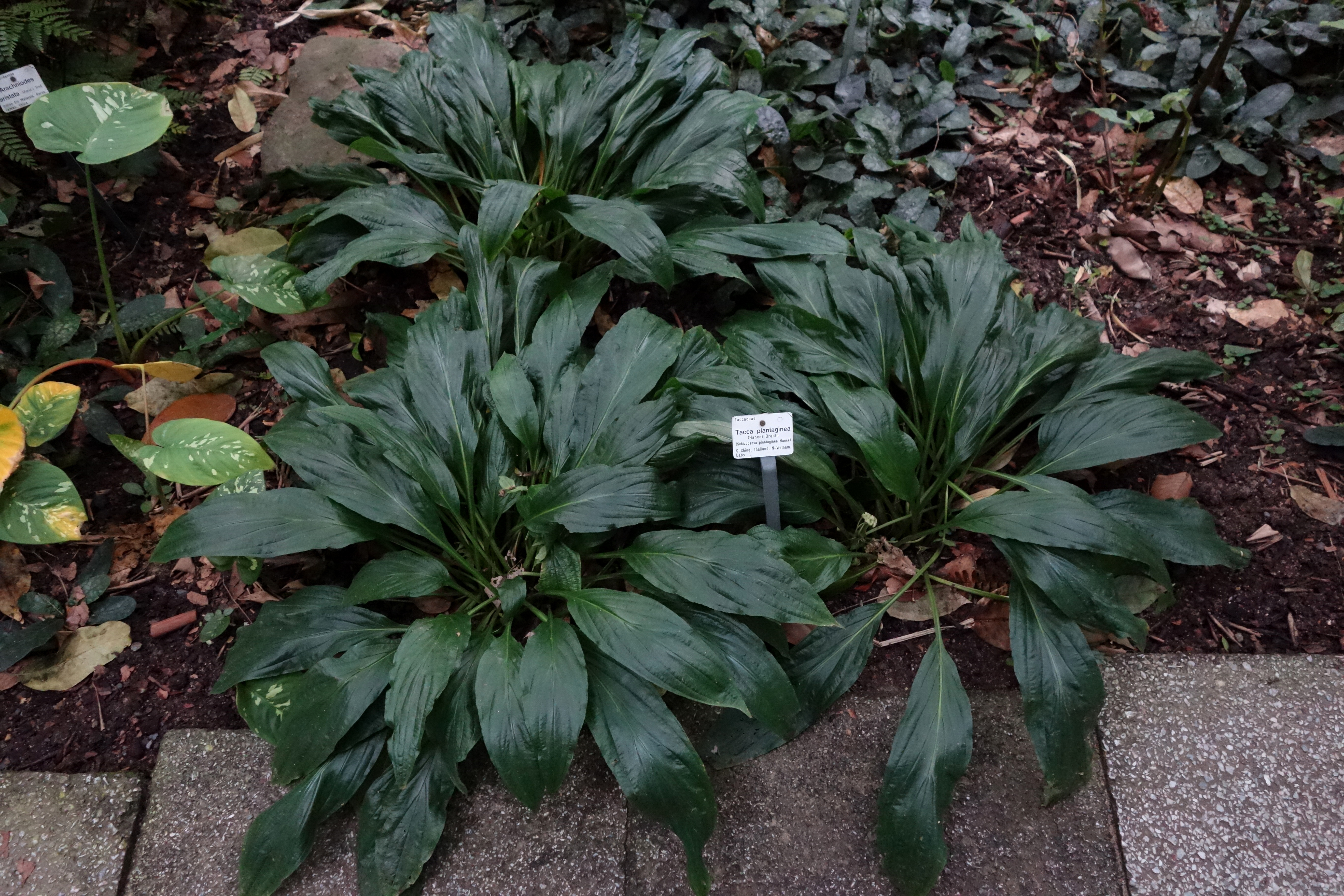 File Tacca Plantaginea Botanischer Garten Dresden Germany