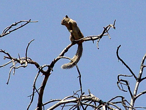 File:Texas antelope squirrel 3.jpg