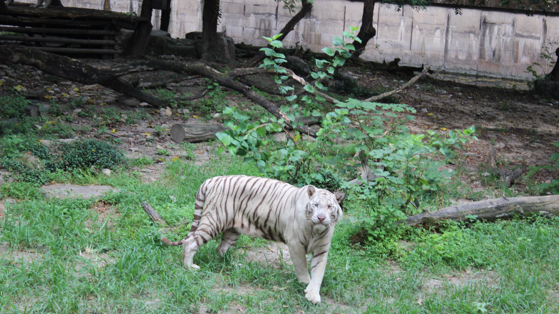 File The Wild White Tiger Jpg Wikimedia Commons