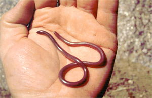 File:Typhlops vermicularis.jpg