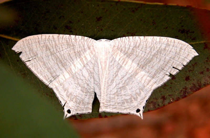VB 079 Micronia aculeata