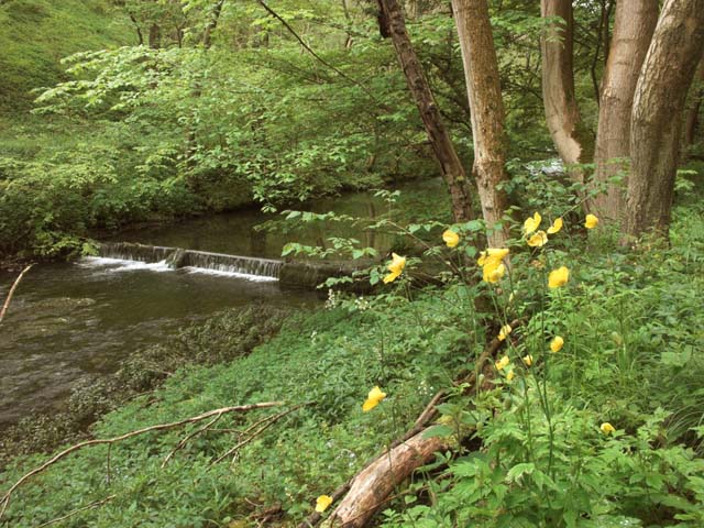 File:Weir on the River Lathkill - geograph.org.uk - 437682.jpg