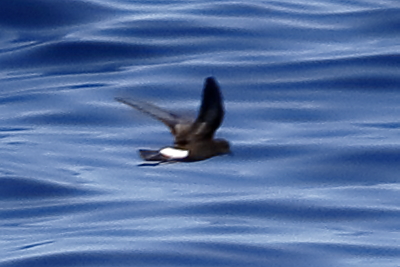 File:Wilson's Storm-Petrel (33576596145).jpg - Wikimedia Commons