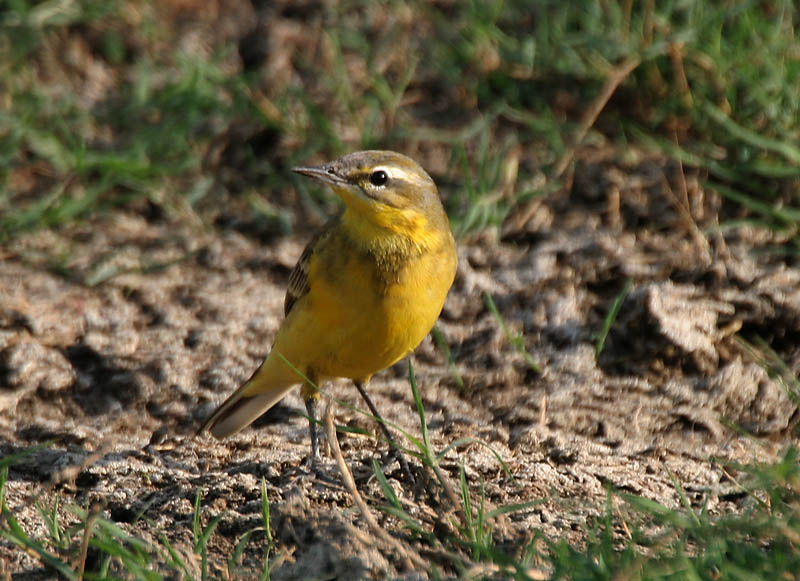 File:Yellow Wagtail (Male- beema race) I IMG 9496.jpg