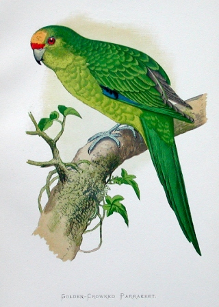 File:Yellow headed parakeet.jpg