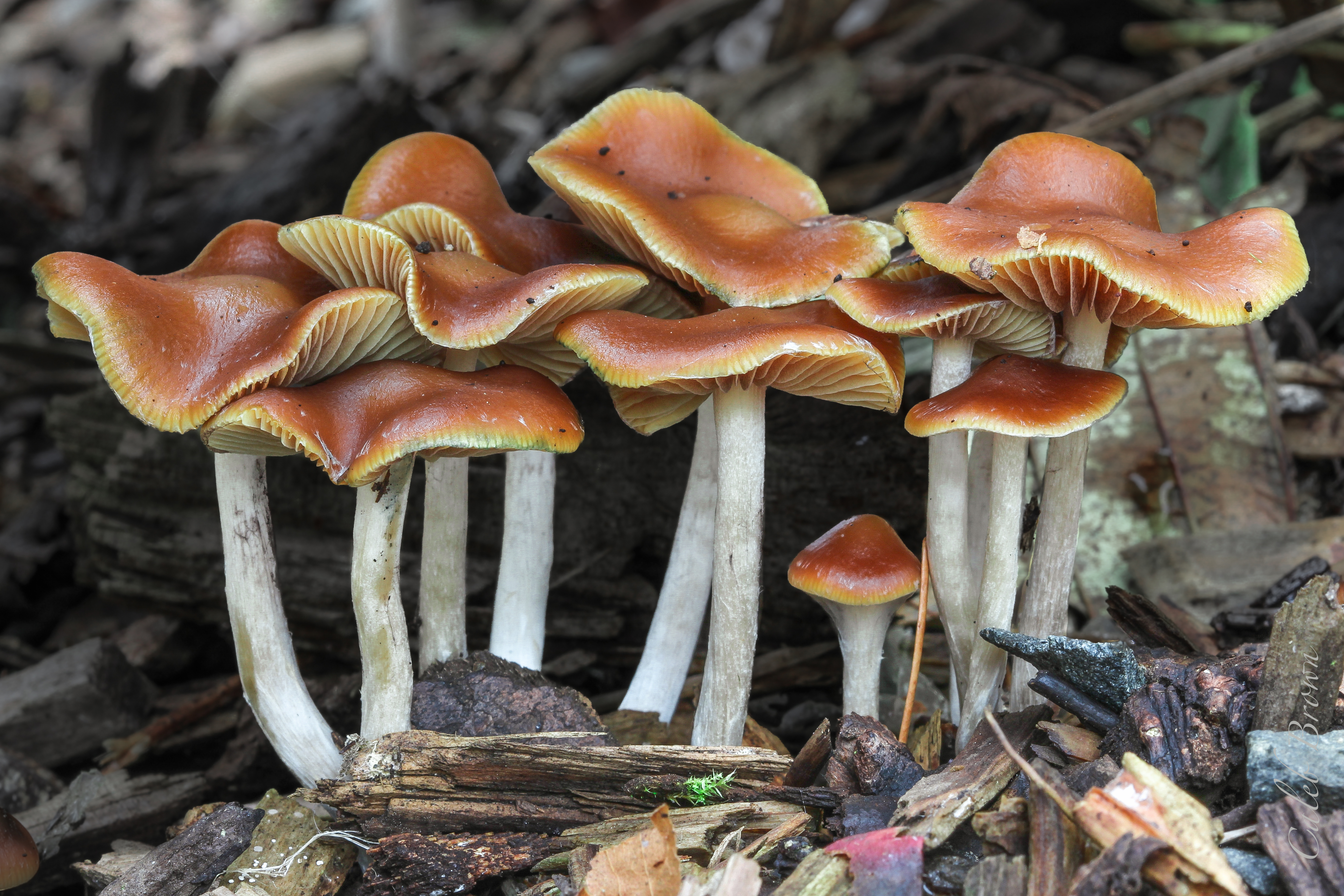 Гиб гибы. Psilocybe cyanescens гриб. Псилоцибе синеющая (Psilocybe cyanescens). Серная голова Hyphaloma cyanescens. Галлюциногенные грибы псилоцибин.