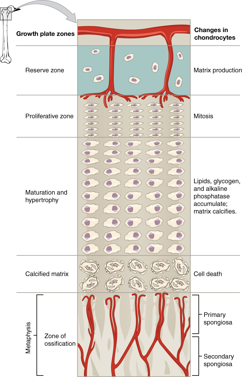 Layers of bone matrix