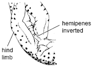 Standard Event System character depiction AD2. Hemipenes disappeared (Sq01b).png