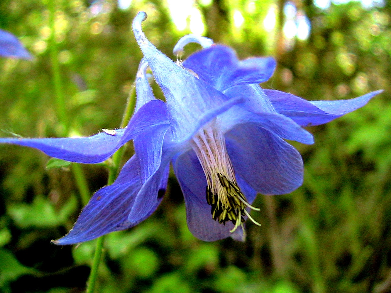 Аквилегия Aquilegia vulgaris