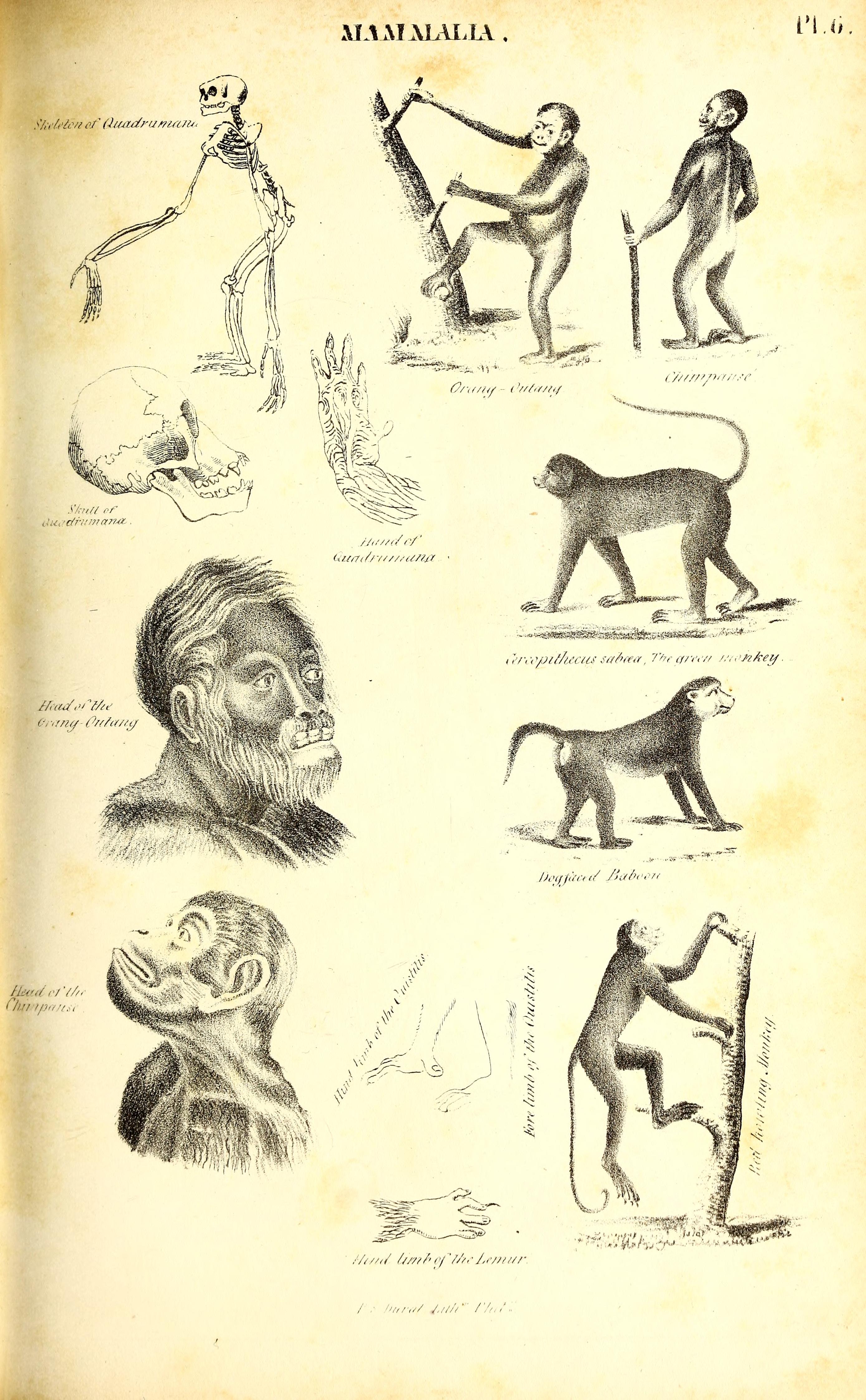 The Annals and magazine of natural history; zoology, botany, and geology.  Natural history; Zoology; Botany; Geology. Dr. A. Giiiither on the British  Species of Mugil. 347. extremity of the maxillary bone