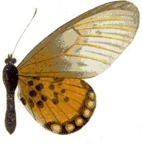 <i>Acraea admatha</i> Species of butterfly