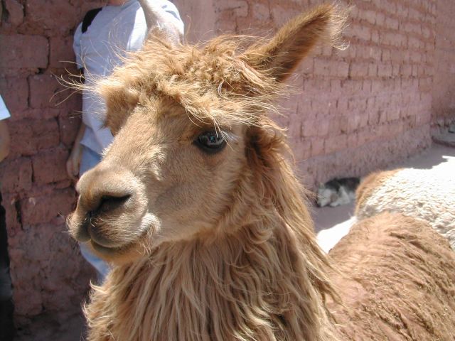 File:Alpaca cuzco peru.jpg