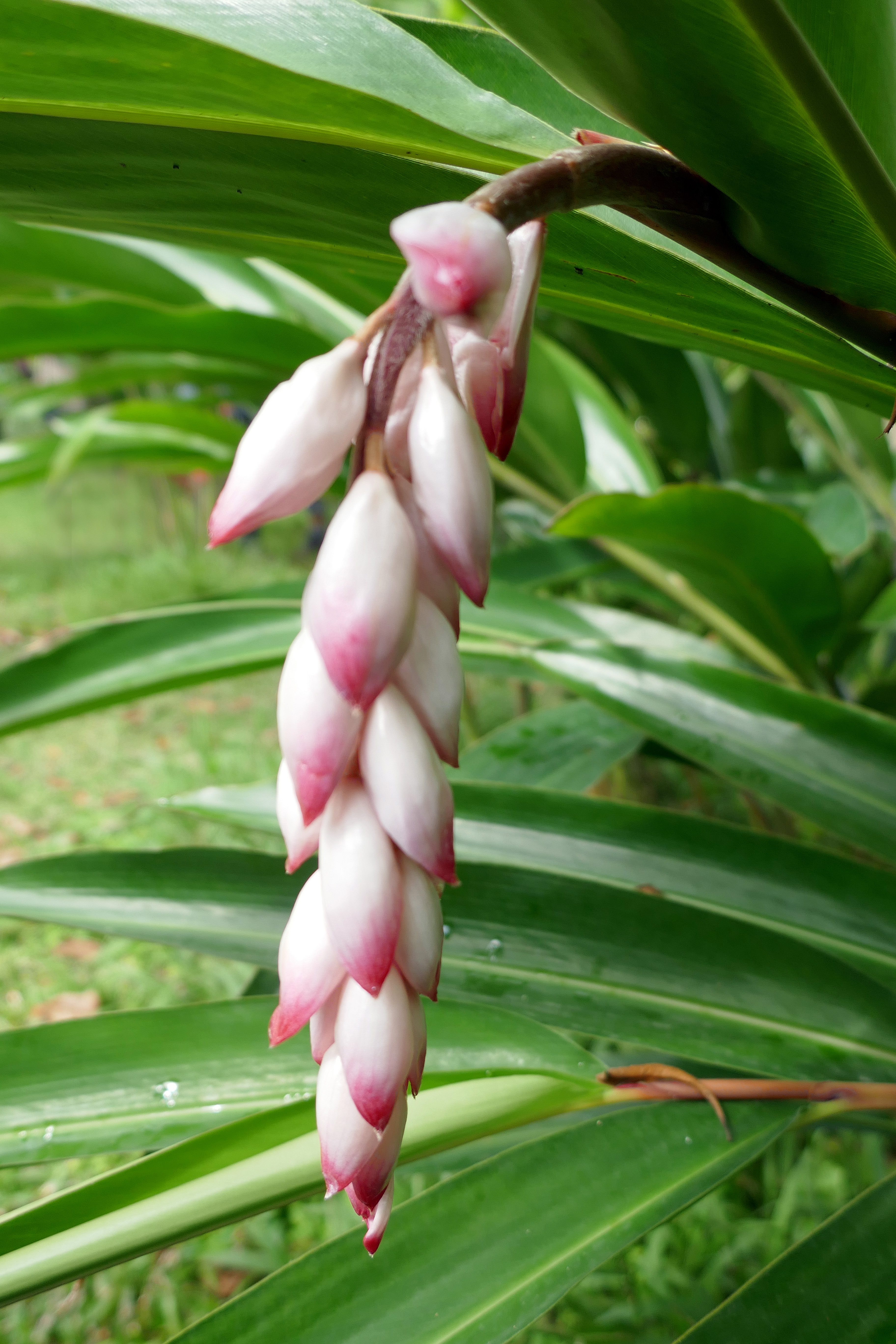 Альпиния 6 букв. Альпиния. Alpinia zerumbet. Альпиния Хоя. Alpinia Tonkinensis.