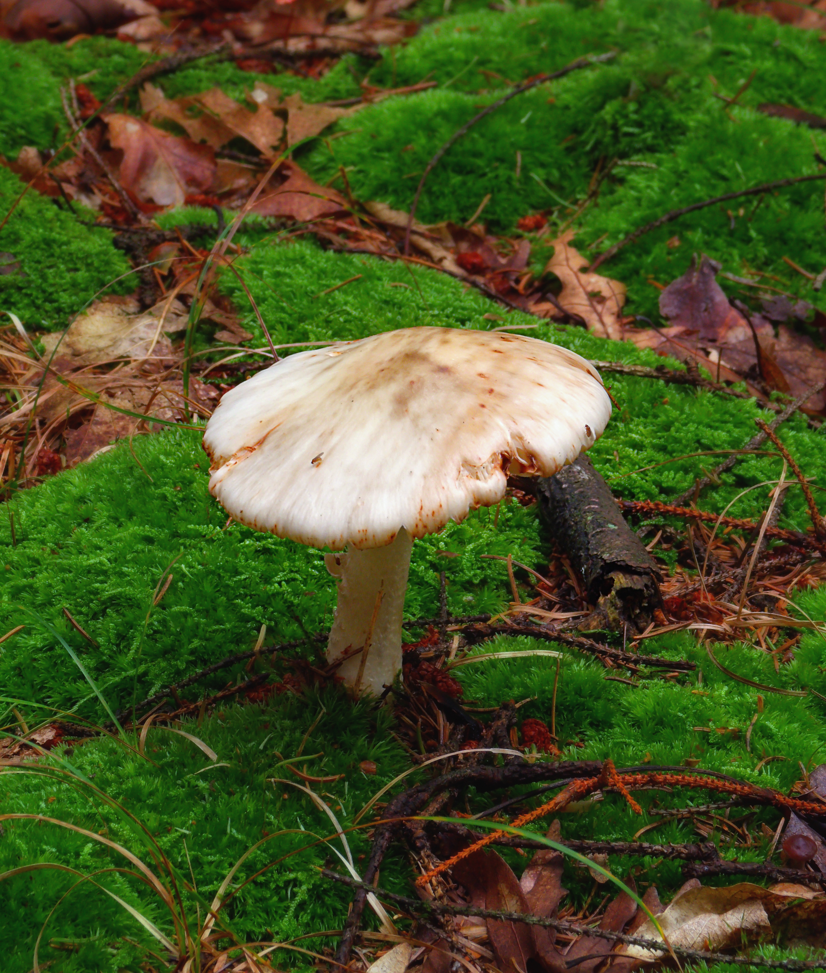 Осенние грибы Северного Кавказа