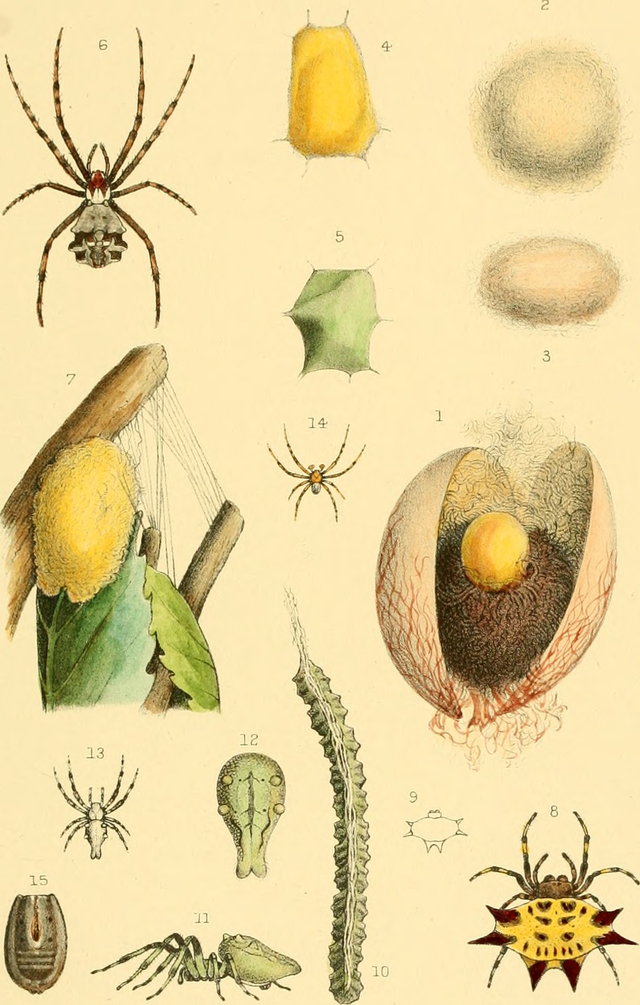 American spiders and their spinning work. A natural history of the