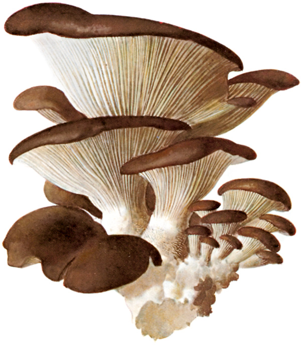 Pleurotus Ostreatus Wikipedia La Enciclopedia Libre