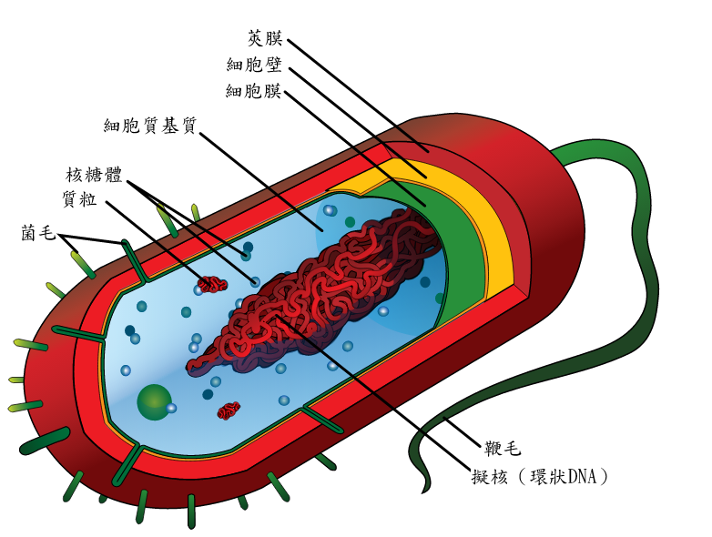 File:Average prokaryote cell- zh.png