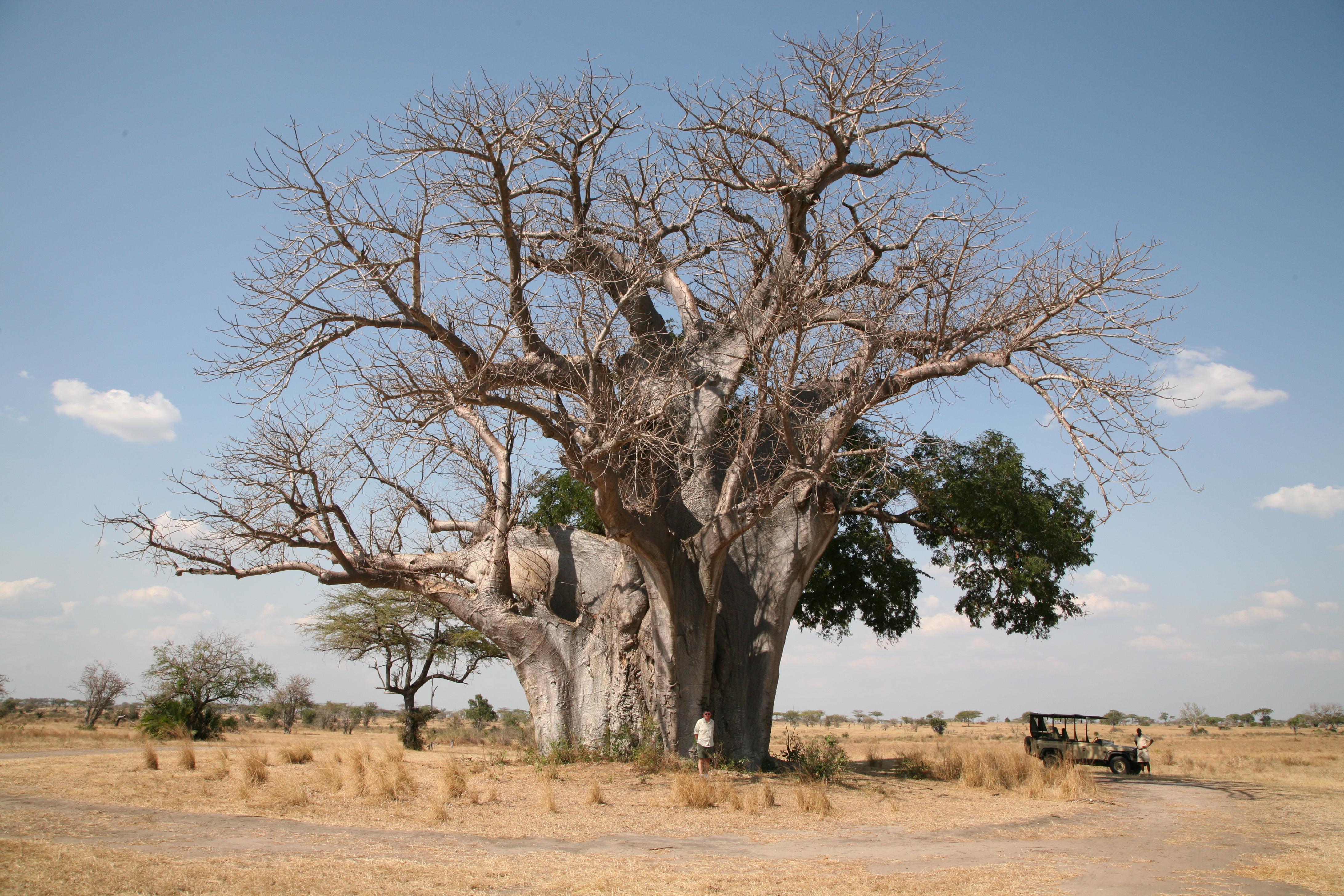 file-baobab-tree-near-sand-river-selous-selous-game-reserve-tanzania