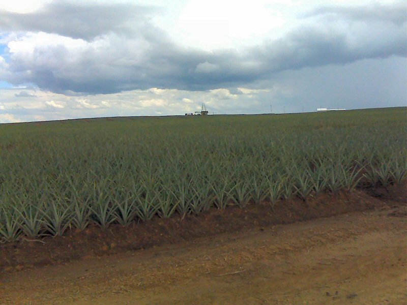 File:Bayaguana, Republica Dominicana, finca de piñas.jpg